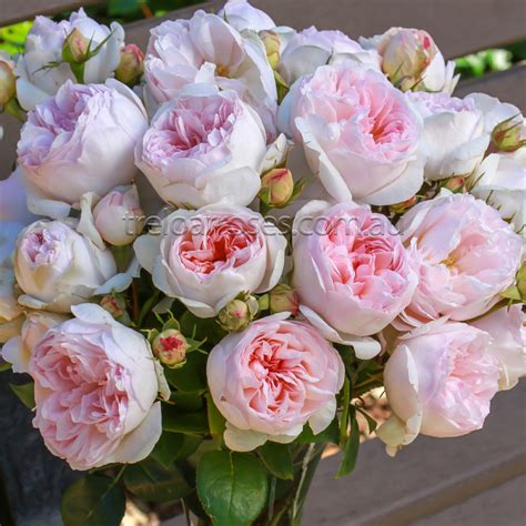 addictive lure rose